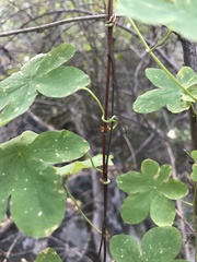 Tropaeolum ciliatum