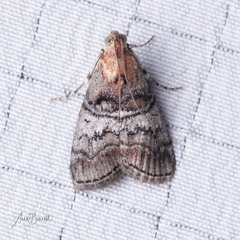 Pococera maritimalis