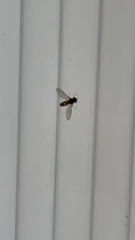 Episyrphus balteatus