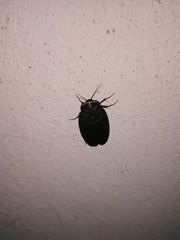 Polyphaga aegyptiaca