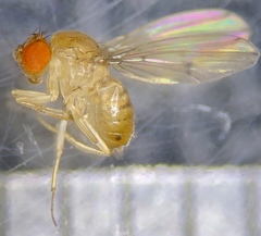 Drosophila tripunctata