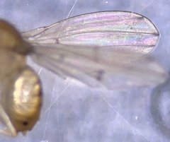 Drosophila tripunctata