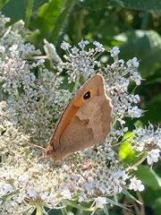 Maniola jurtina