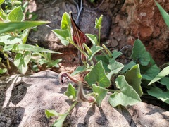 Aristolochia wrightii