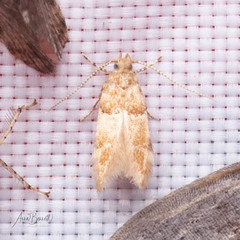 Theisoa constrictella