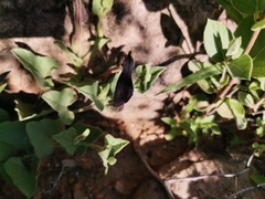 Aristolochia wrightii