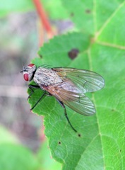 Helina impuncta