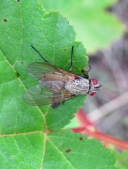 Helina impuncta