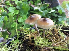 Psilocybe angulospora