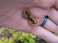 Contarinia virginianiae