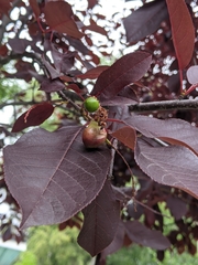 Contarinia virginianiae