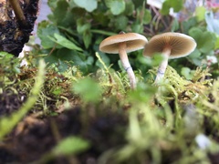 Psilocybe angulospora