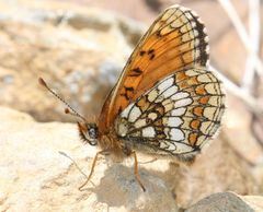 Melitaea varia