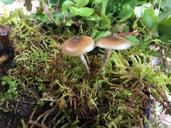 Psilocybe angulospora