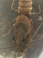 Faxonius erichsonianus