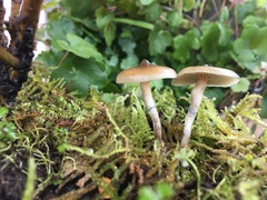 Psilocybe angulospora