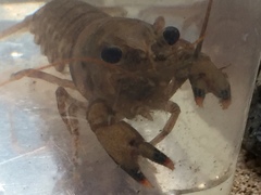 Faxonius erichsonianus