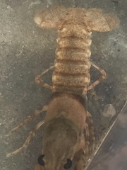 Faxonius erichsonianus