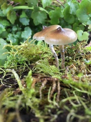 Psilocybe angulospora