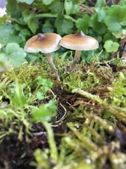 Psilocybe angulospora