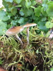 Psilocybe angulospora