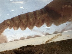 Faxonius erichsonianus