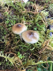 Psilocybe angulospora