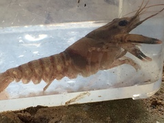 Faxonius erichsonianus