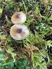 Psilocybe angulospora