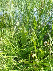 Rumex aquaticus