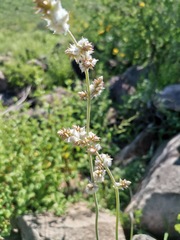 Froelichia arizonica