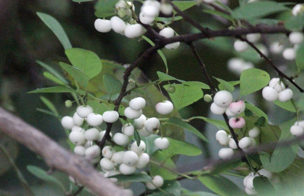 Flueggea leucopyrus (Flueggea leucopyrus)
