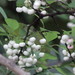 Indian Snowberry - Photo (c) Satish Nikam, some rights reserved (CC BY-NC-SA)