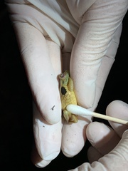 Trachycephalus coriaceus