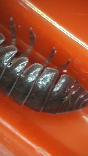 Common pill bug