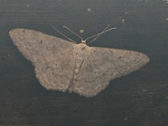 Scopula incanata