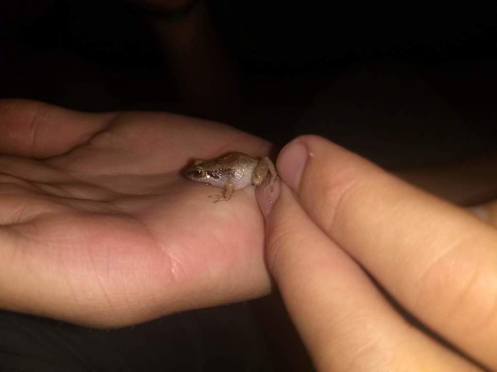 Lesser Antillean Whistling Frog