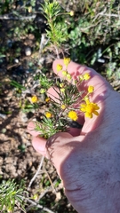 Euryops thunbergii