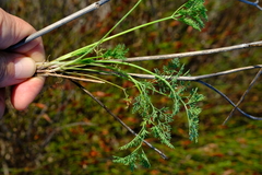 Capnophyllum leiocarpon