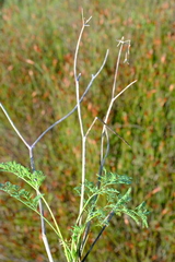 Capnophyllum leiocarpon