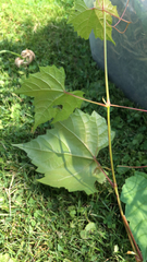 Vitis riparia