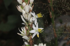 Chlorophytum glaucum