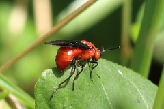Sterictiphorinae