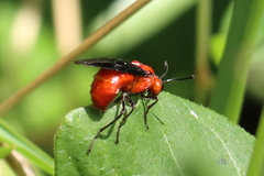 Sterictiphorinae
