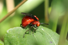Sterictiphorinae