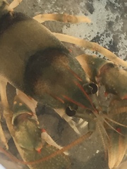 Cambarus scotti