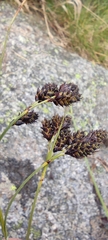 Carex atrata