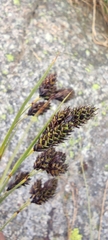 Carex atrata