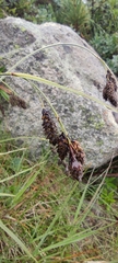Carex atrata