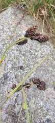 Carex atrata